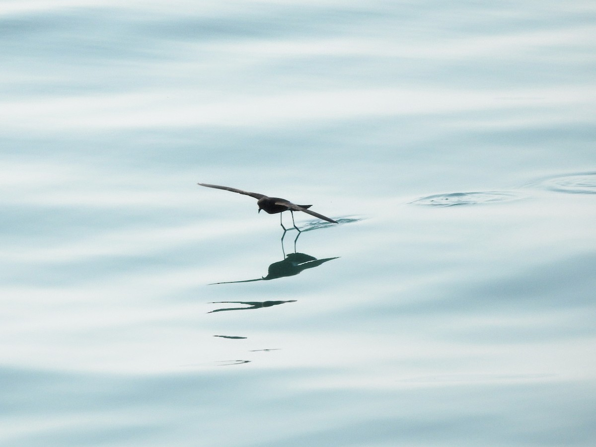 Wilson's Storm-Petrel - ML646207719