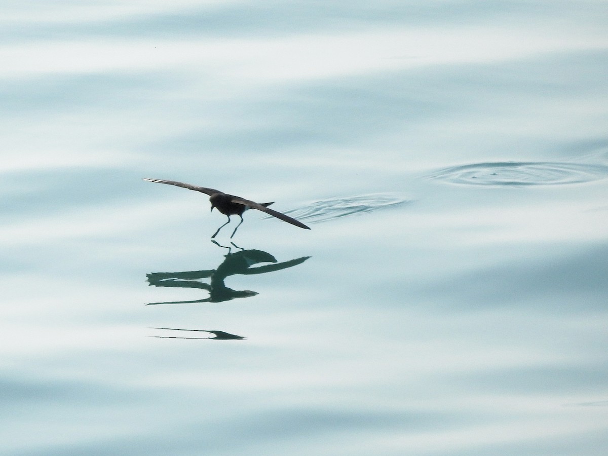 Wilson's Storm-Petrel - ML646207723