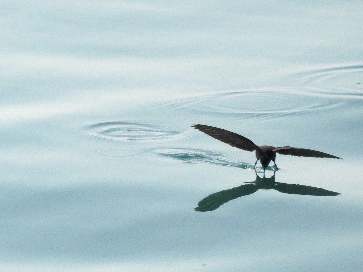 Wilson's Storm-Petrel - ML646207724