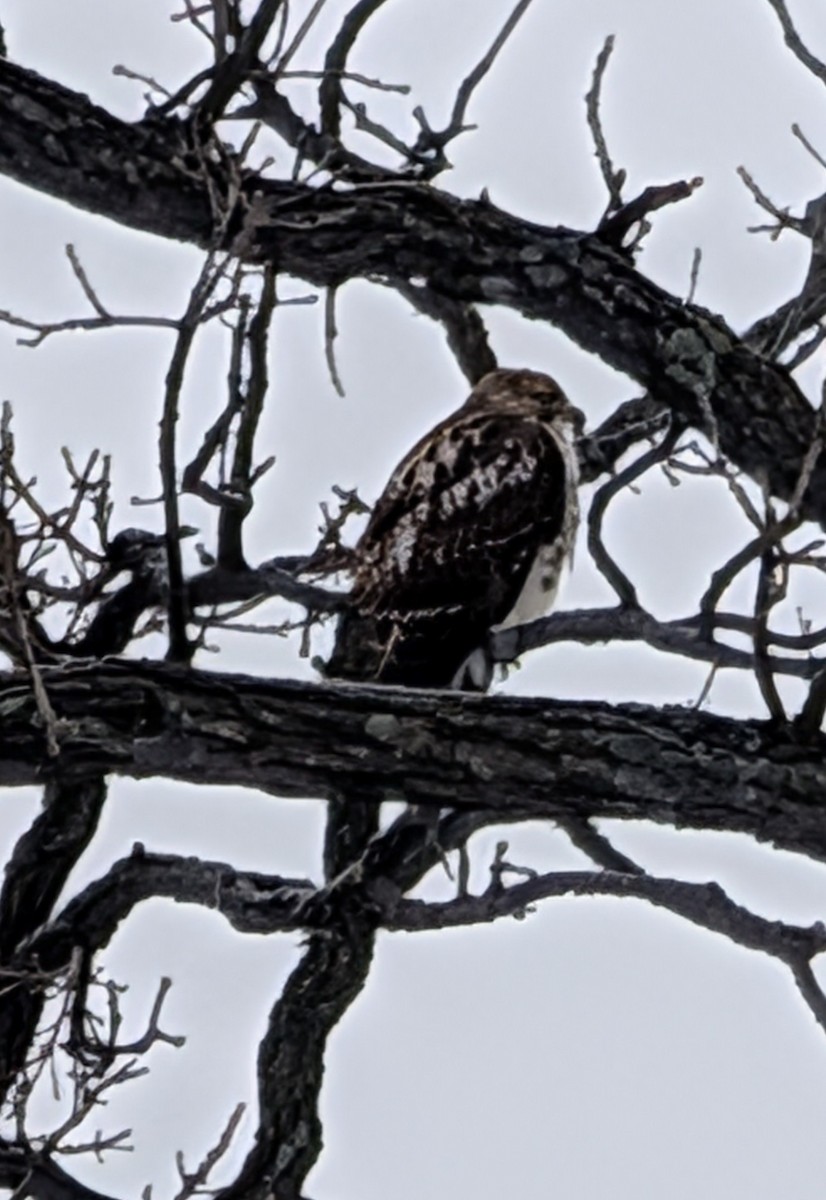 Red-tailed Hawk - ML646207725