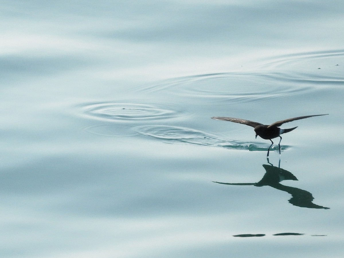 Wilson's Storm-Petrel - ML646207726
