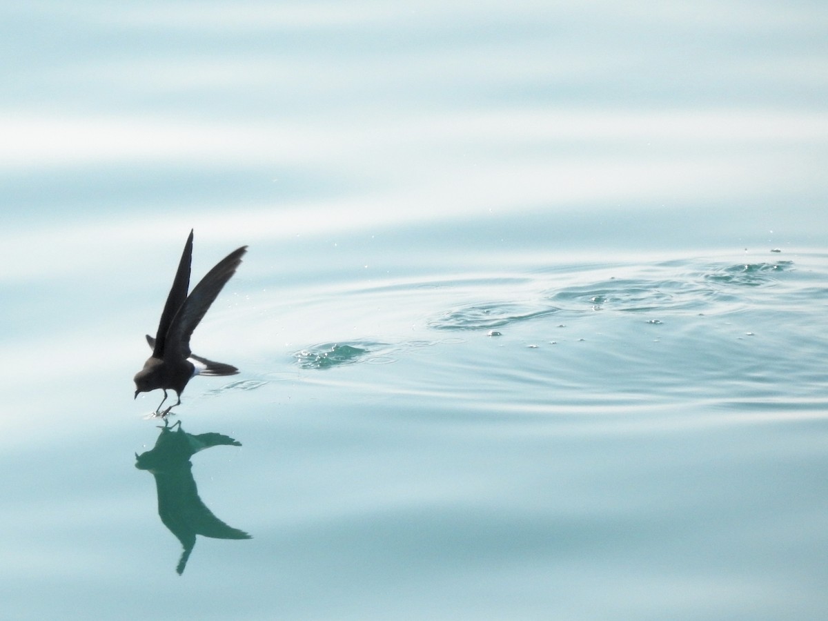 Wilson's Storm-Petrel - ML646207727
