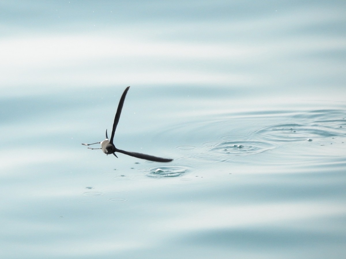 Wilson's Storm-Petrel - ML646207730