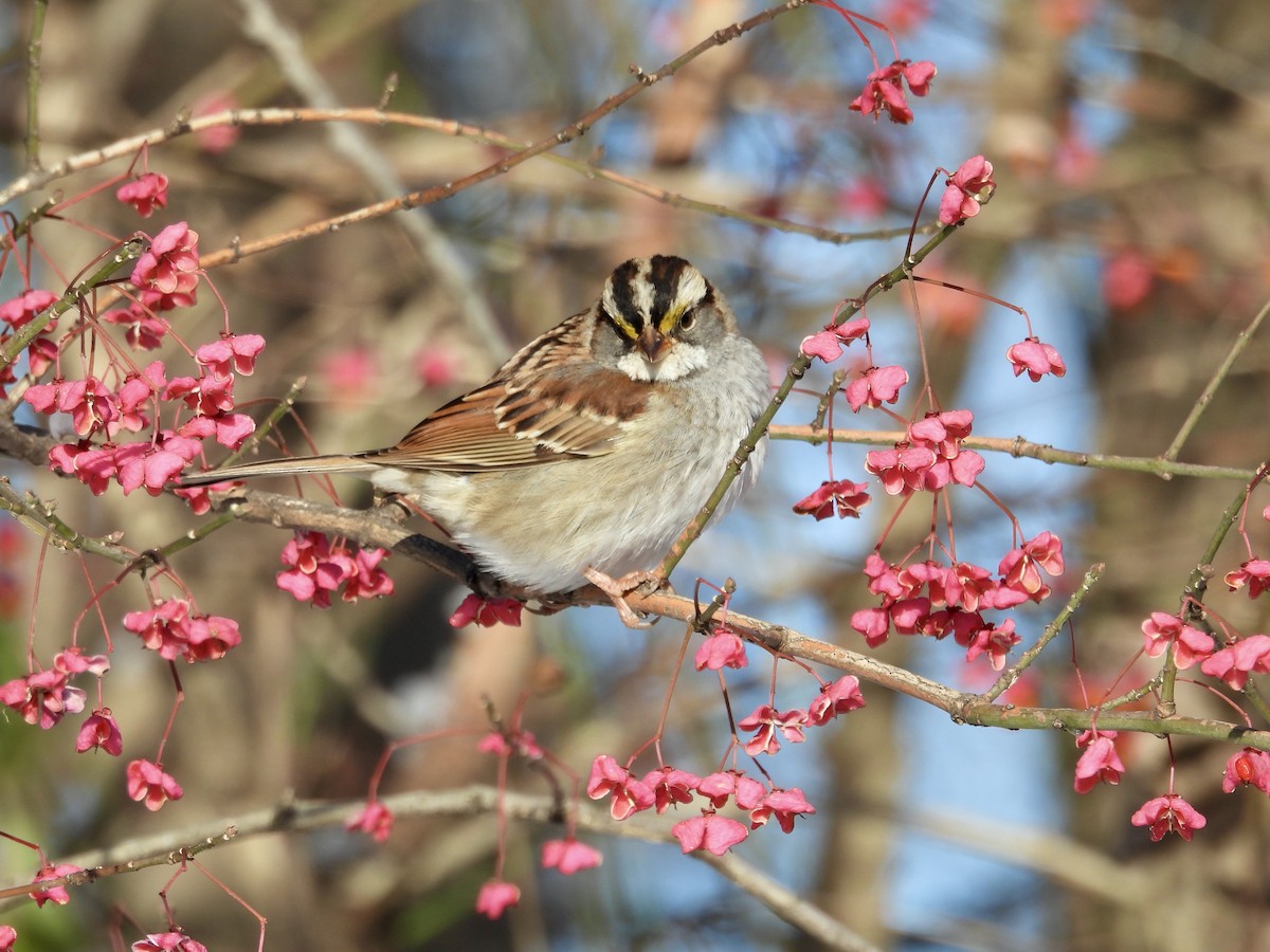White-throated Sparrow - ML646207733
