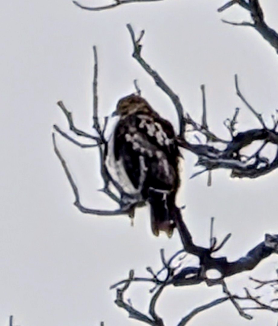 Red-tailed Hawk - ML646207735
