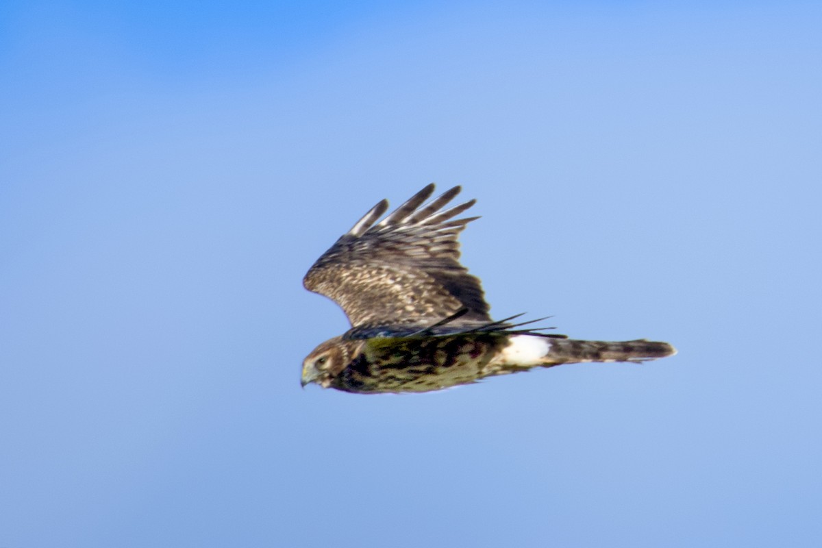 Northern Harrier - ML646207736