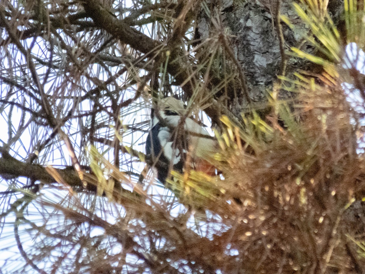 Great Spotted Woodpecker - ML646207738