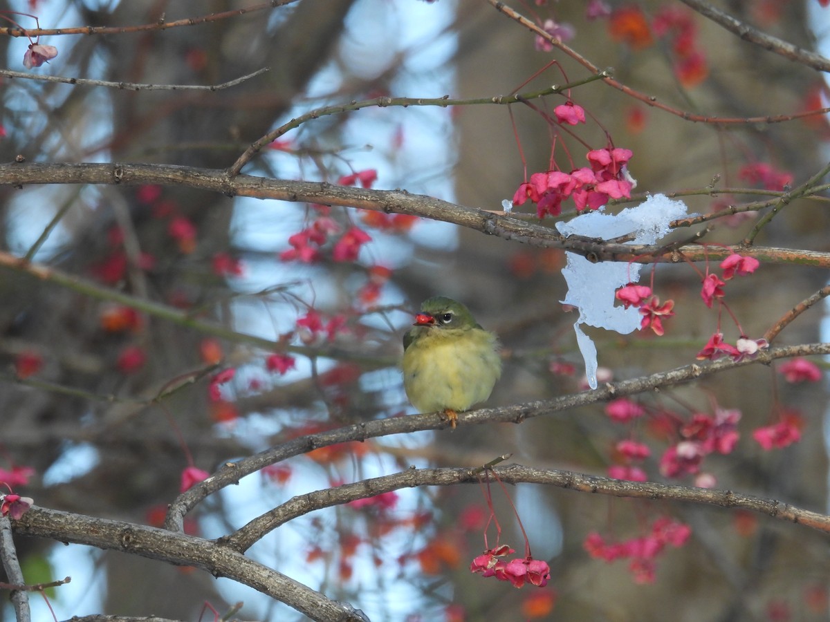 Black-throated Blue Warbler - ML646207740