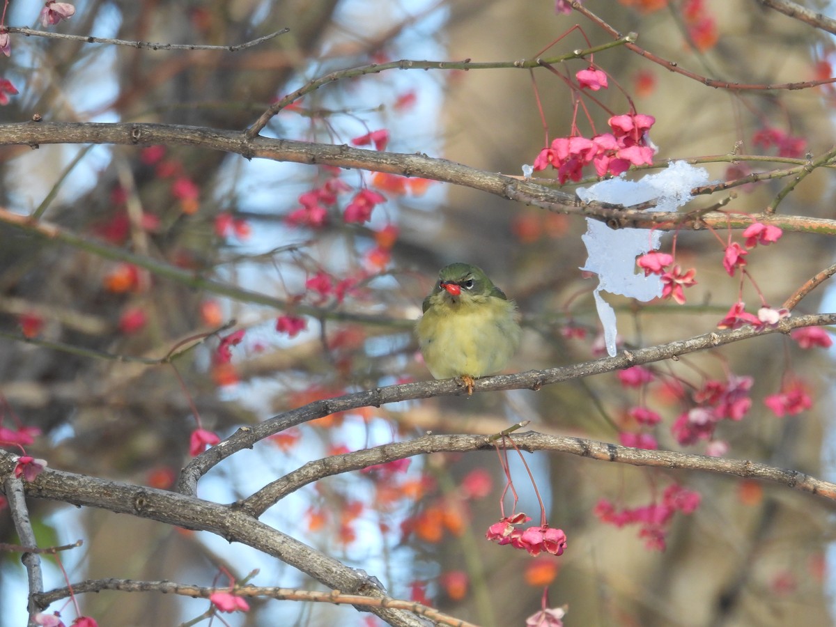 Black-throated Blue Warbler - ML646207751