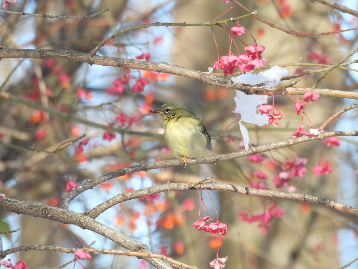 Black-throated Blue Warbler - ML646207756