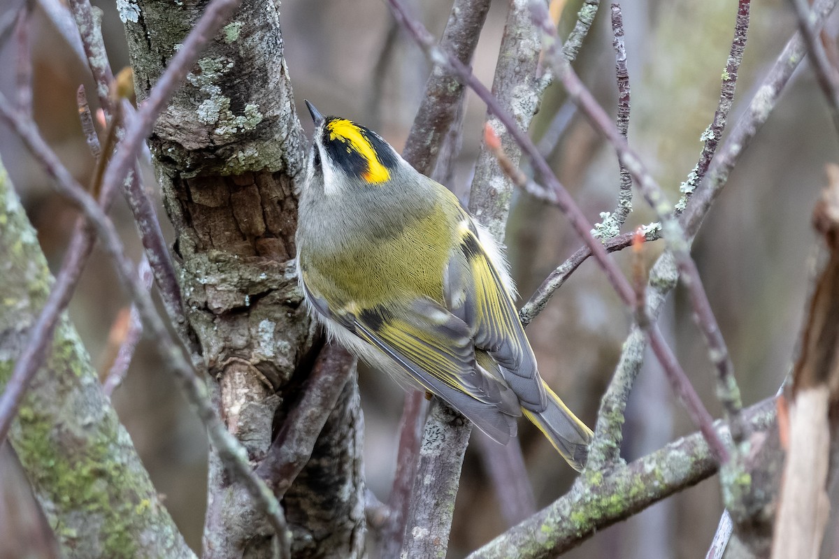 Golden-crowned Kinglet - ML646207760