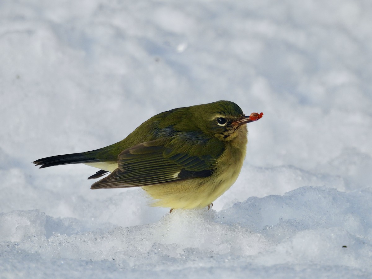 Black-throated Blue Warbler - ML646207764