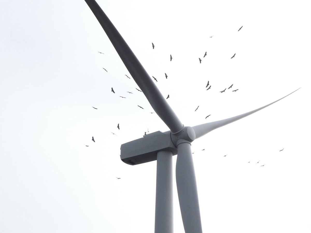 Eurasian Griffon - ML646207767