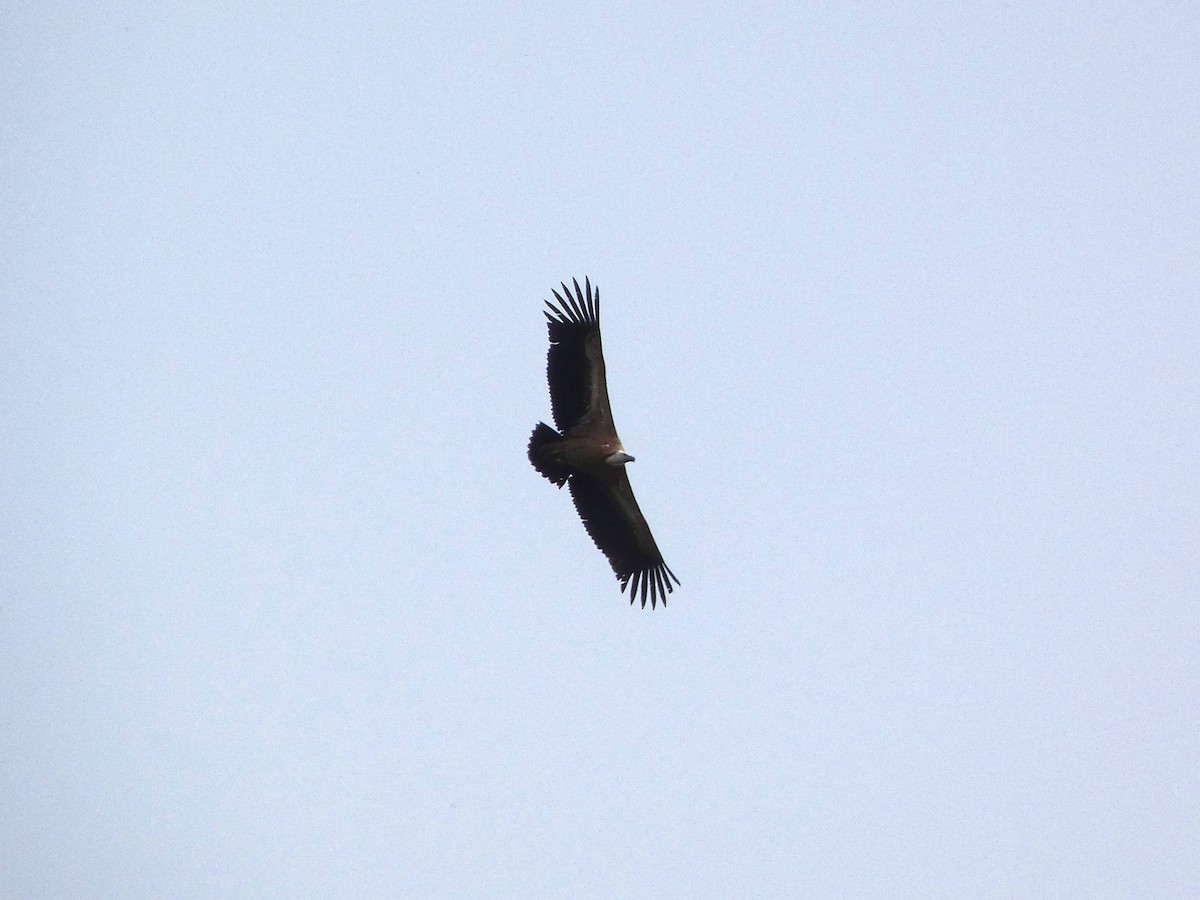 Eurasian Griffon - ML646207768