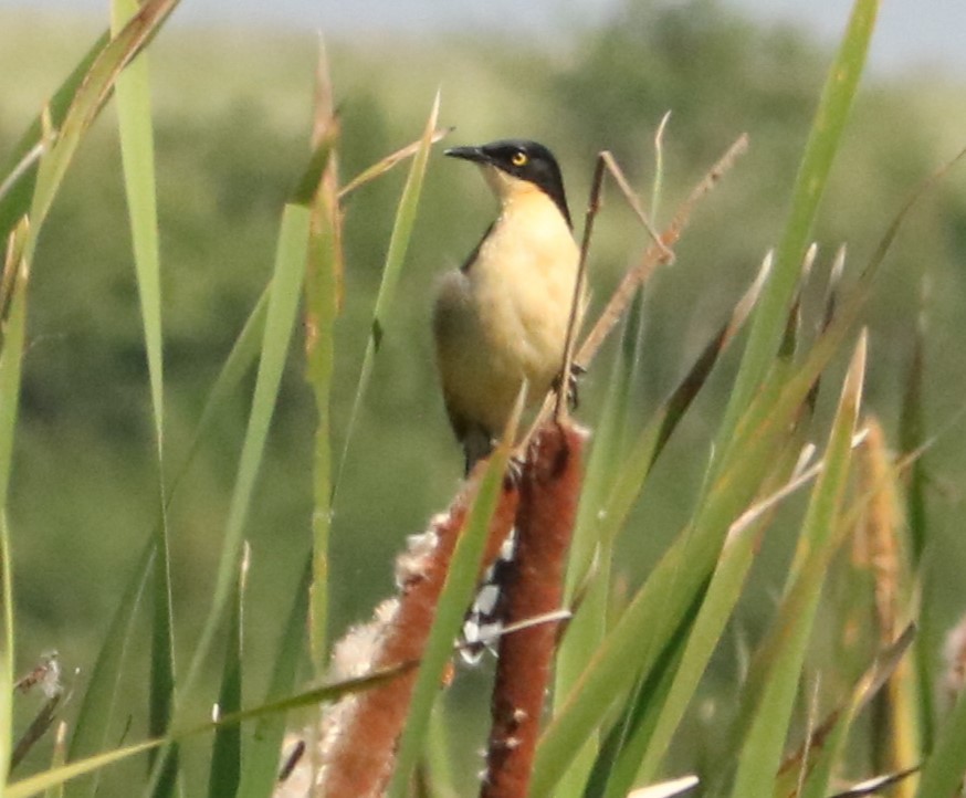 Black-capped Donacobius - ML646207776