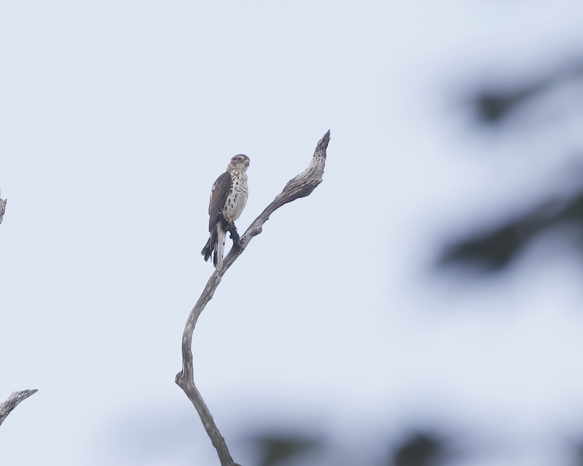 African Cuckoo-Hawk - ML646207780