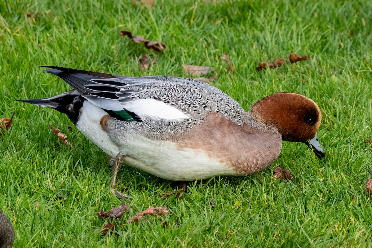 Eurasian Wigeon - ML646207781