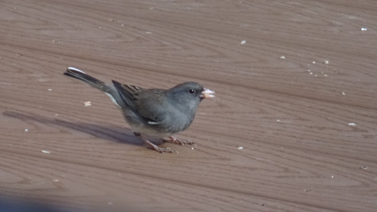 Dark-eyed Junco - ML646207786