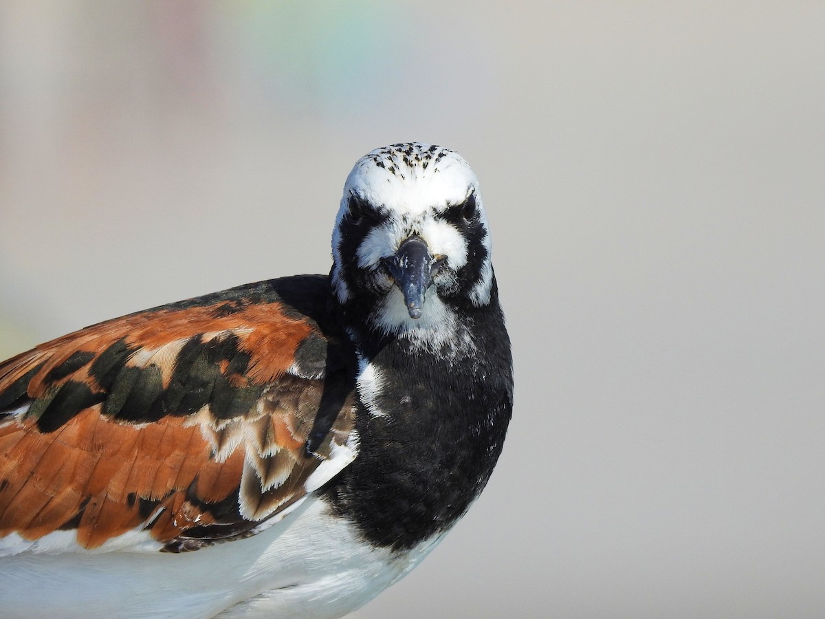 Ruddy Turnstone - ML646207789