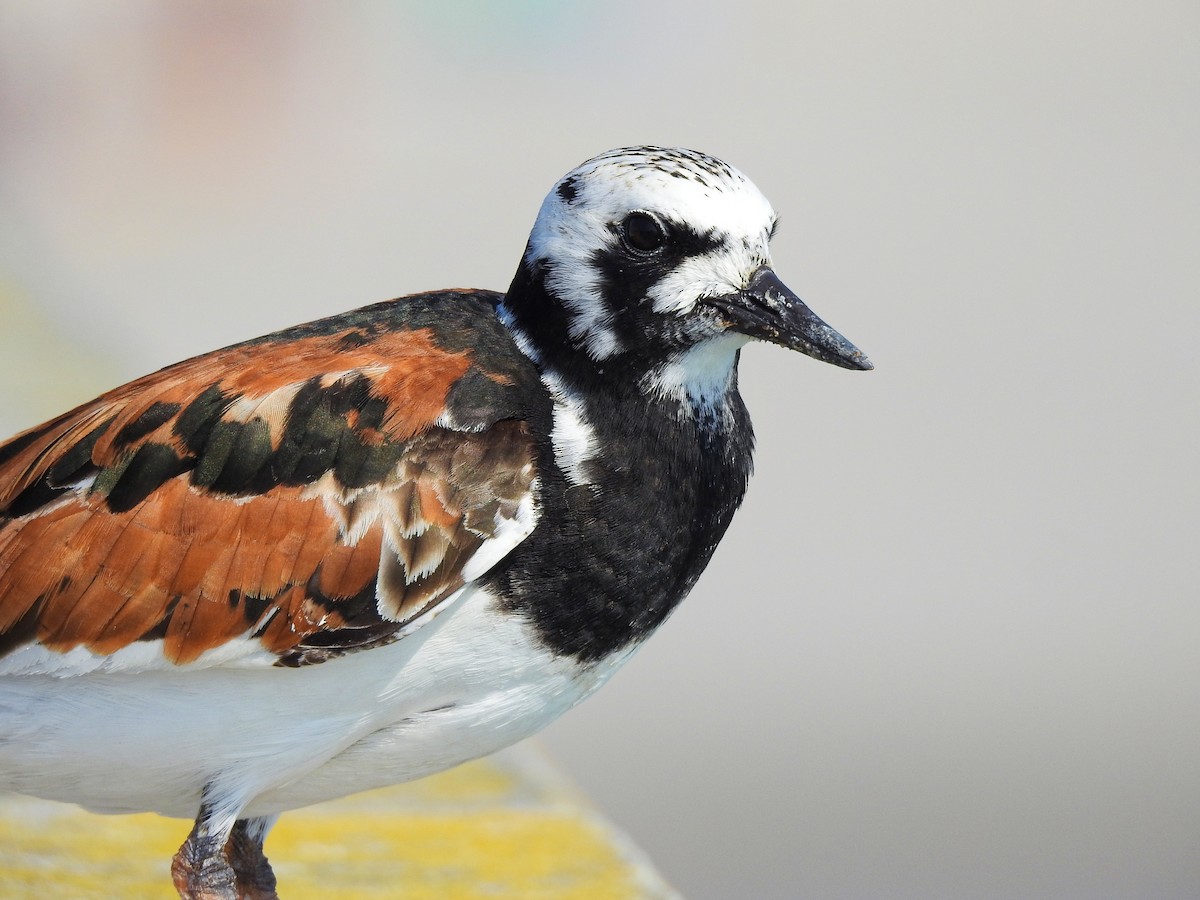 Ruddy Turnstone - ML646207795
