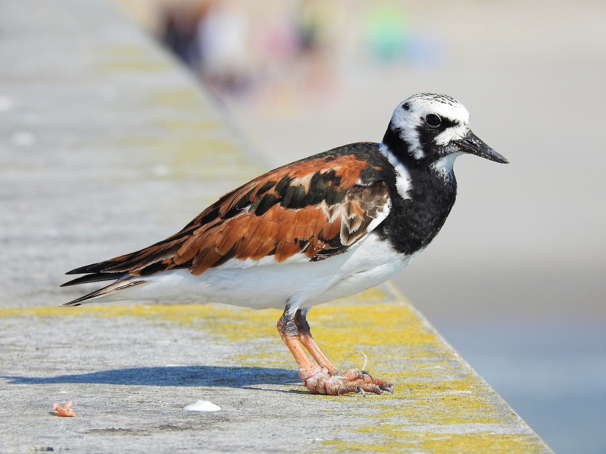 Ruddy Turnstone - ML646207797