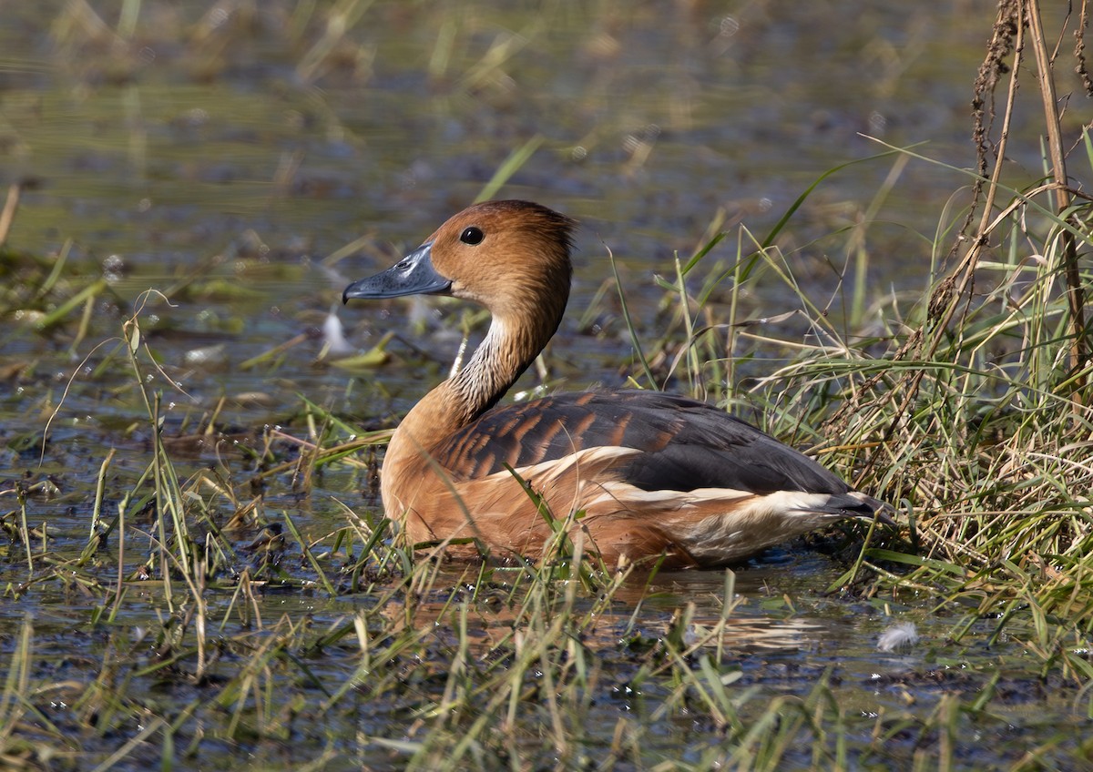 Fulvous Whistling-Duck - ML646207798