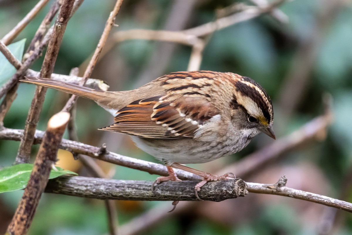 White-throated Sparrow - ML646207800