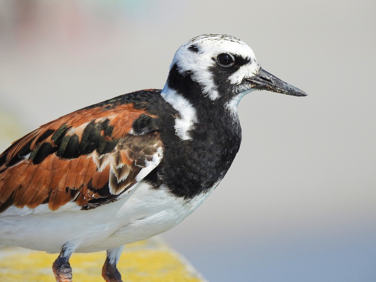 Ruddy Turnstone - ML646207801