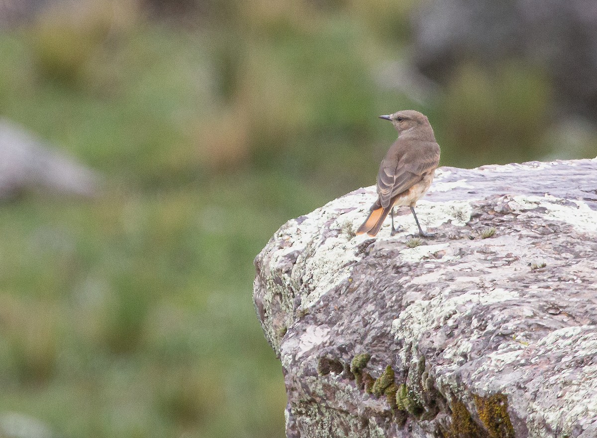 Rufous-webbed Bush-Tyrant - ML646207803