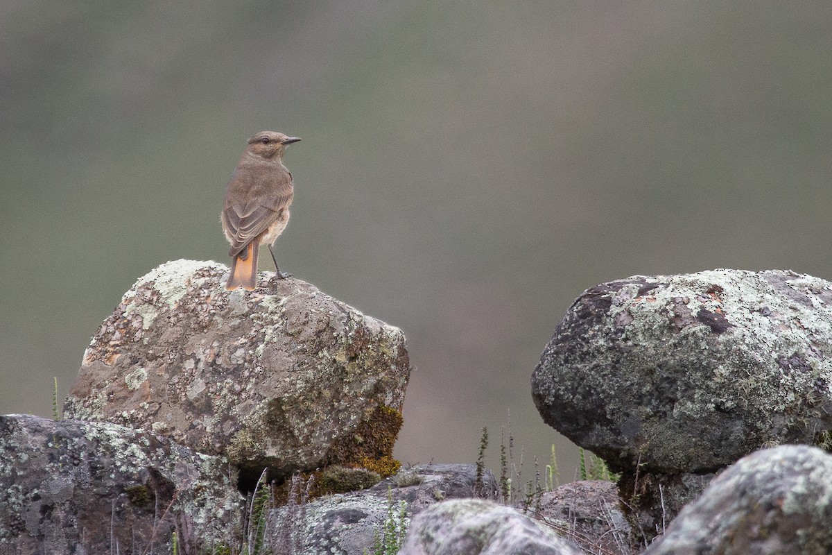 Rufous-webbed Bush-Tyrant - ML646207804