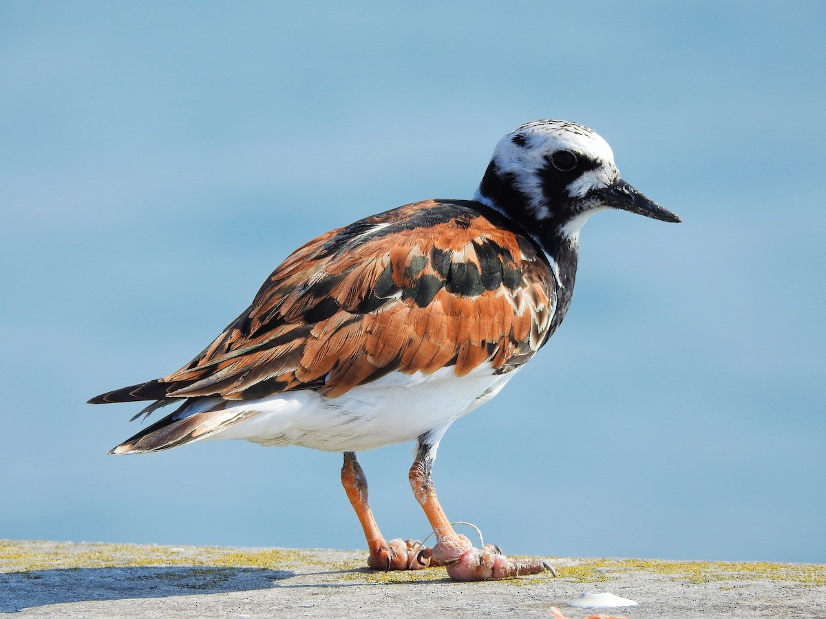 Ruddy Turnstone - ML646207806