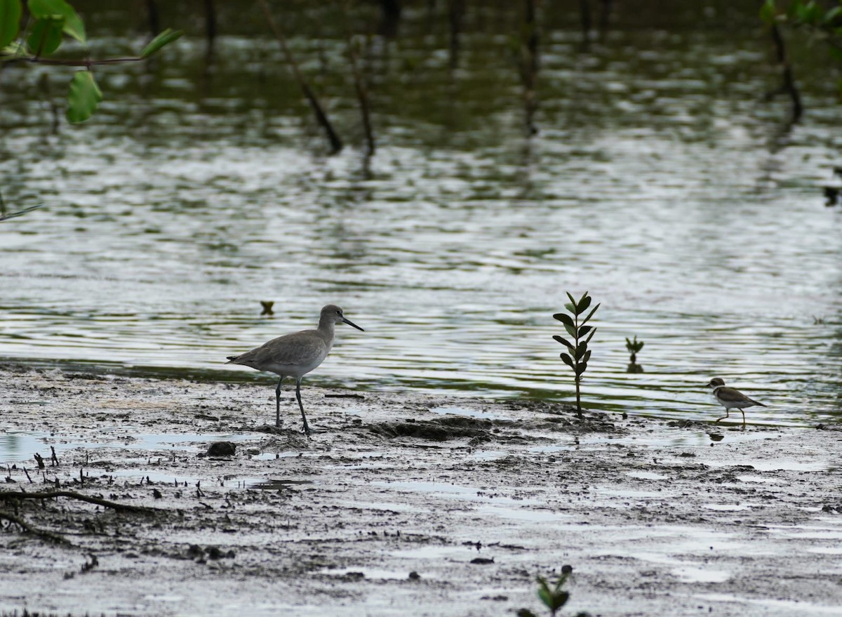 Willet - ML646207811