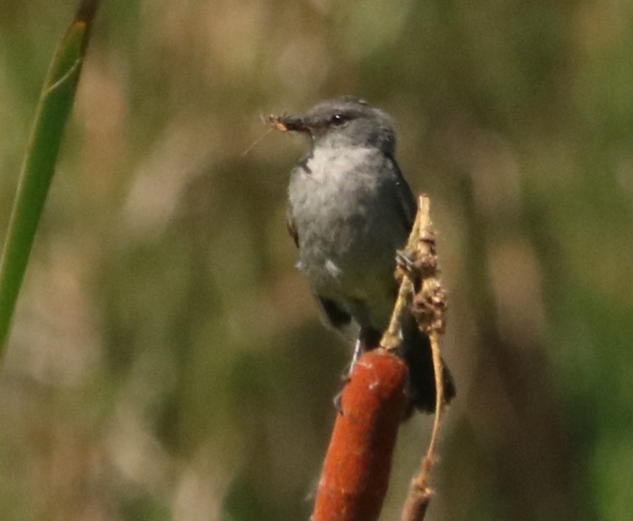 Sooty Tyrannulet - ML646207814