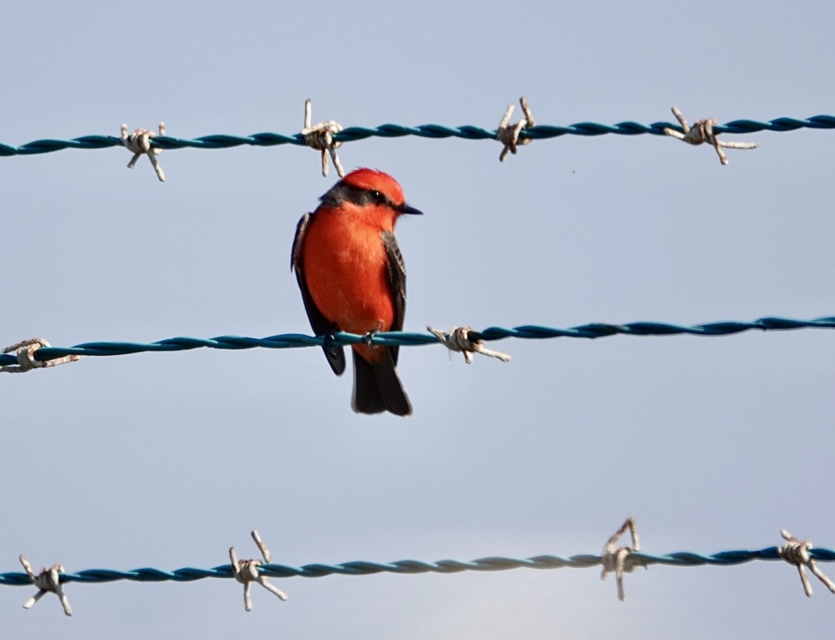 Vermilion Flycatcher - ML646207816