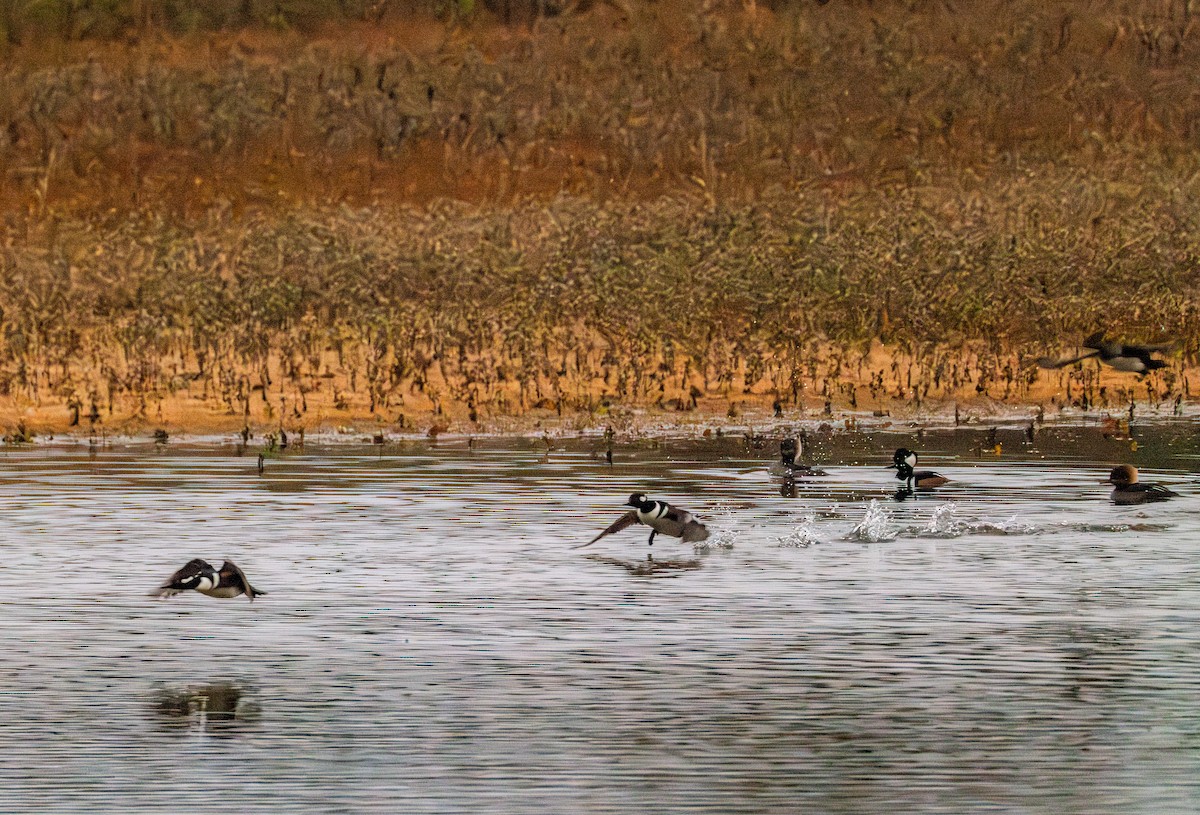 Hooded Merganser - ML646207817