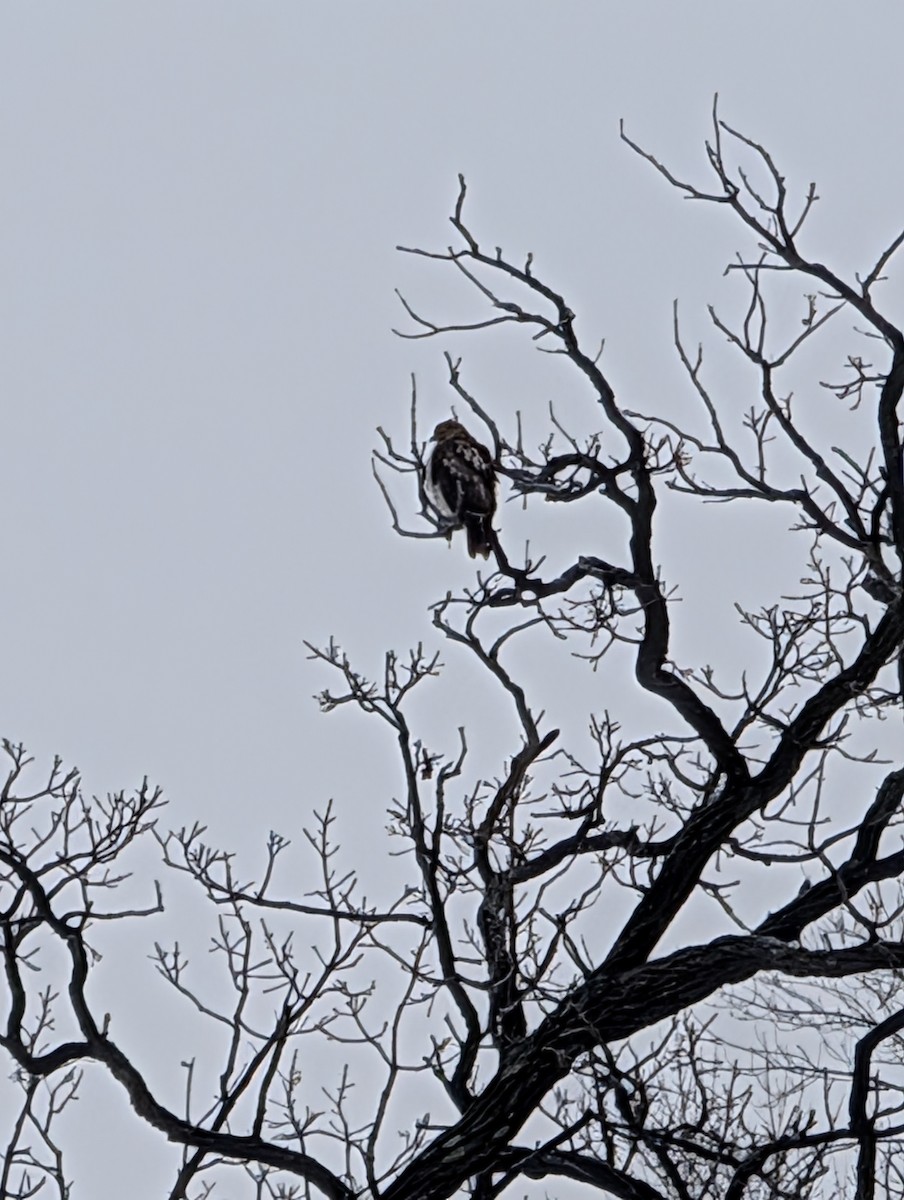 Red-tailed Hawk - ML646207819