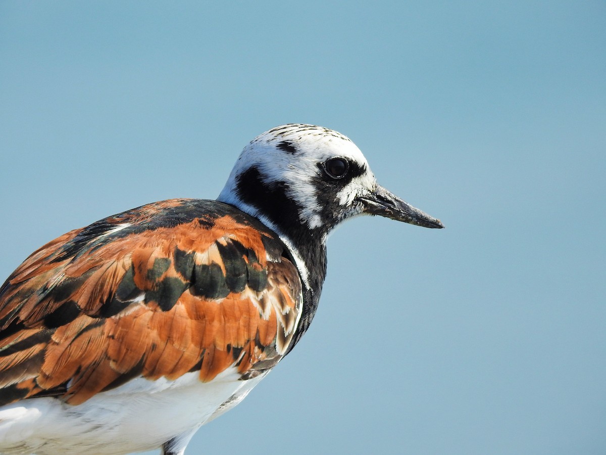 Ruddy Turnstone - ML646207820