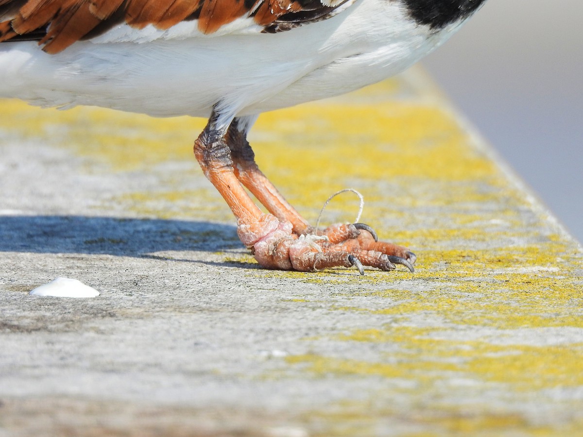 Ruddy Turnstone - ML646207824