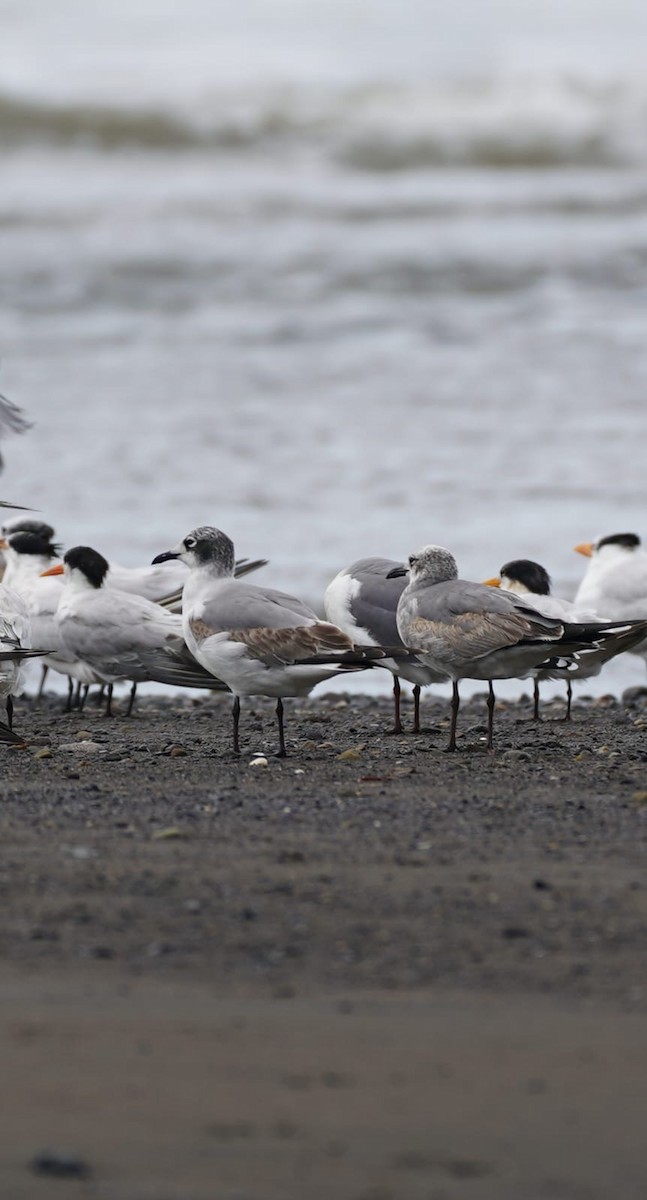 Franklin's Gull - ML646207827