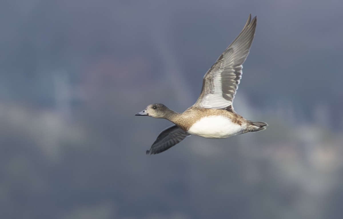 Ring-necked Duck - ML646207829
