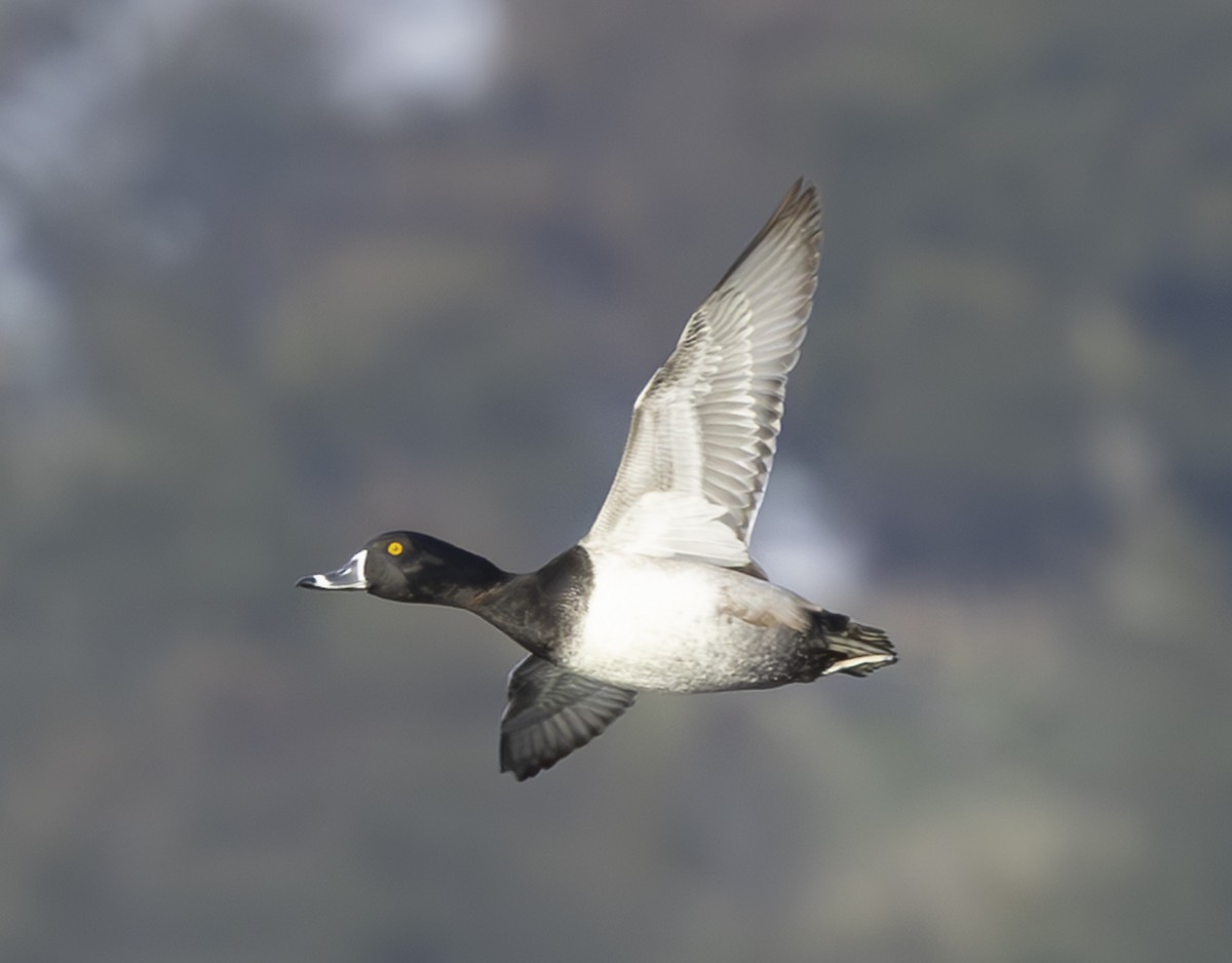 Ring-necked Duck - ML646207830