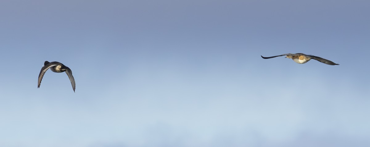 Ring-necked Duck - ML646207831