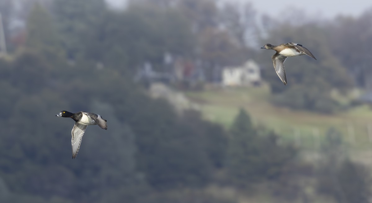 Ring-necked Duck - ML646207832