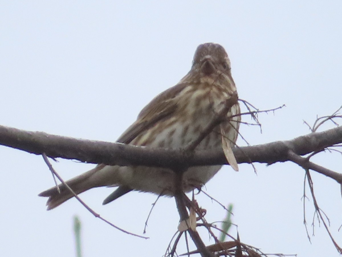 Purple Finch - ML646207833