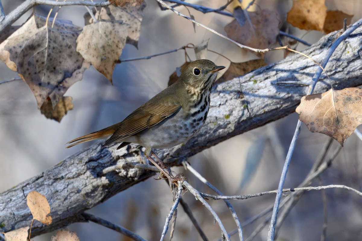 Дрізд-короткодзьоб плямистоволий - ML646207834