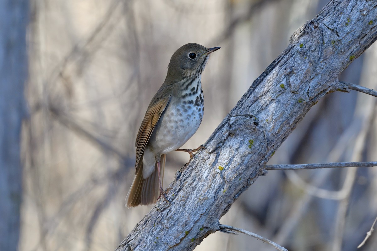 Дрізд-короткодзьоб плямистоволий - ML646207835