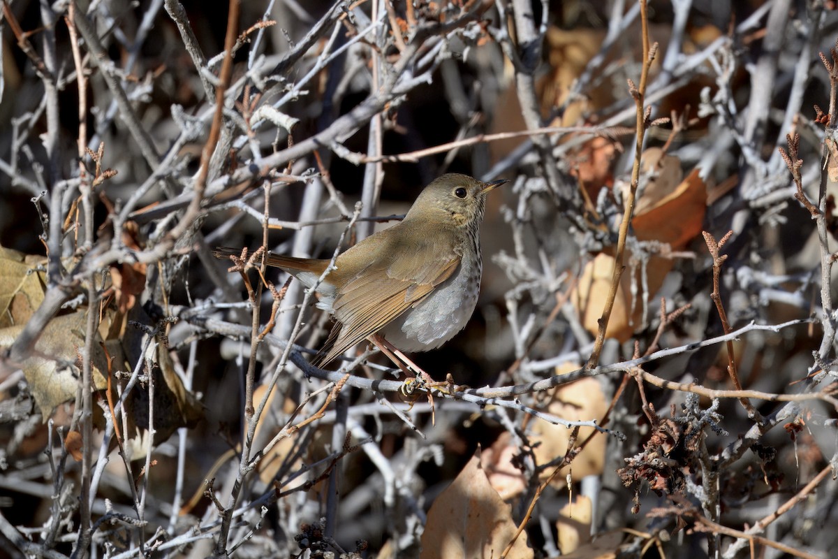 Дрізд-короткодзьоб плямистоволий - ML646207836