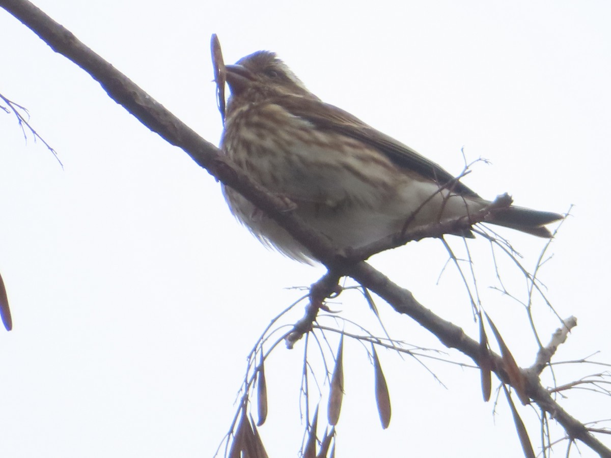Purple Finch - ML646207837
