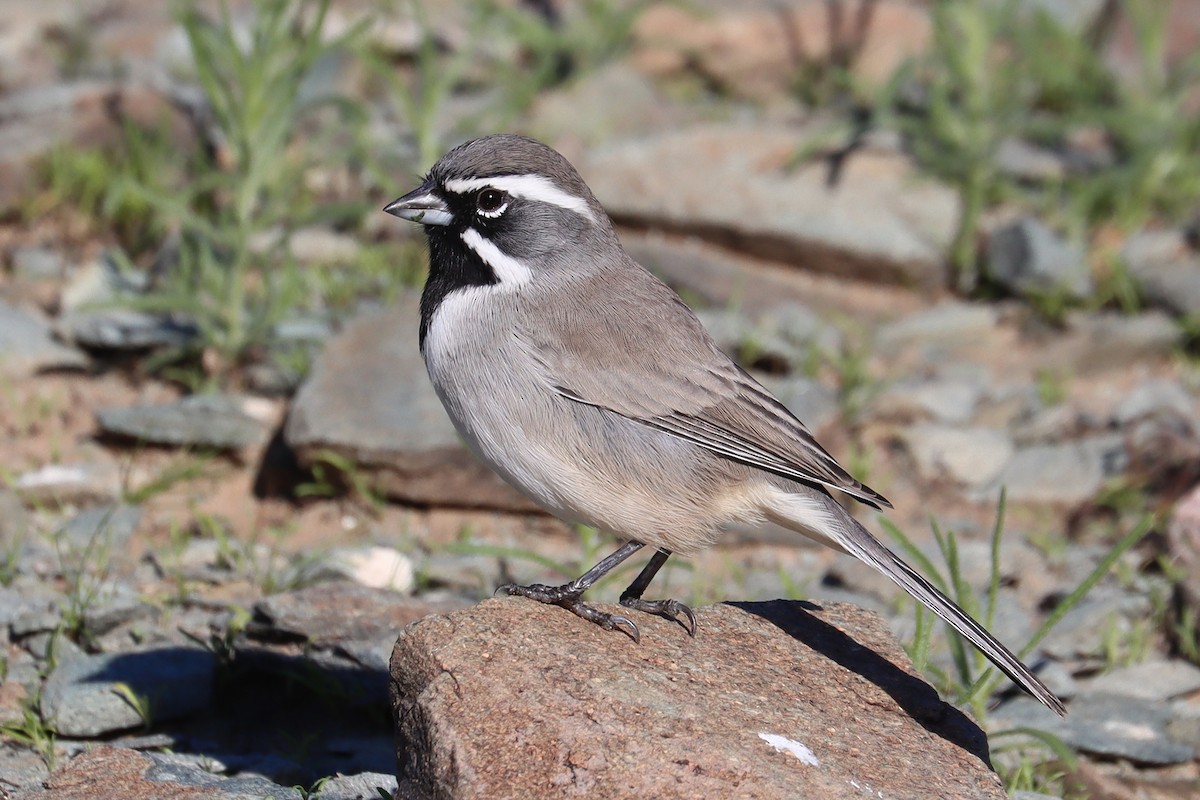 Black-throated Sparrow - ML646207838