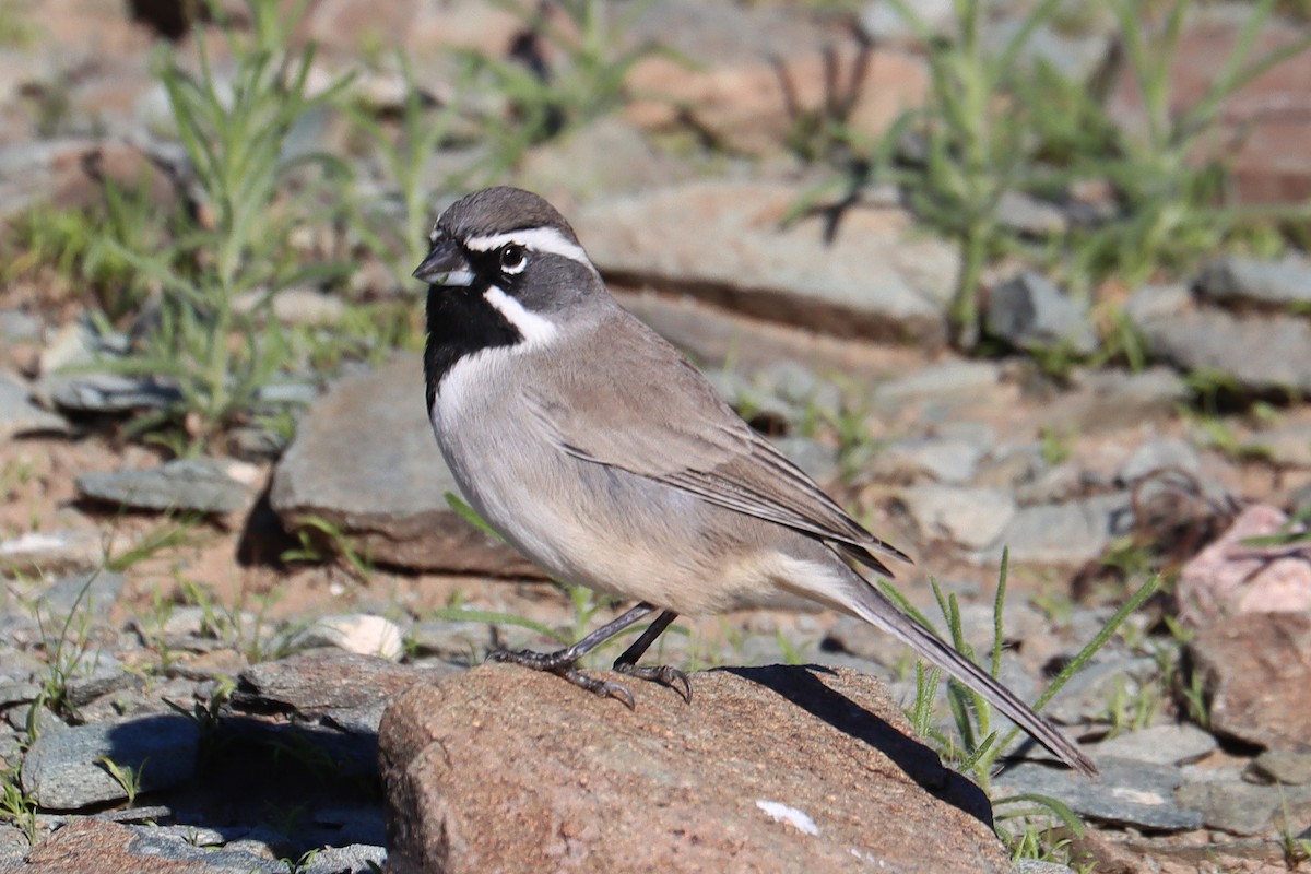 Black-throated Sparrow - ML646207839